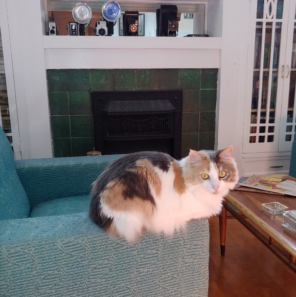 Meet your posher! - Picture 3 of 4